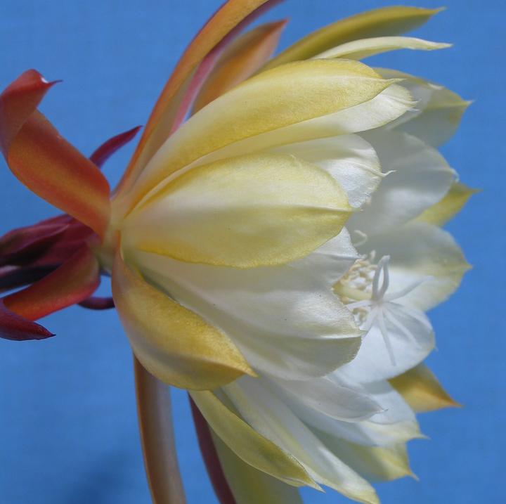 Produktbild Kakteen Gautschi Epiphyllum weisse Blüte (45 cm)