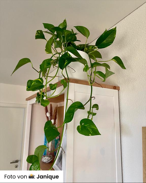 Actual product image feey Grosse Efeutute (70 cm, Freshly repotted)