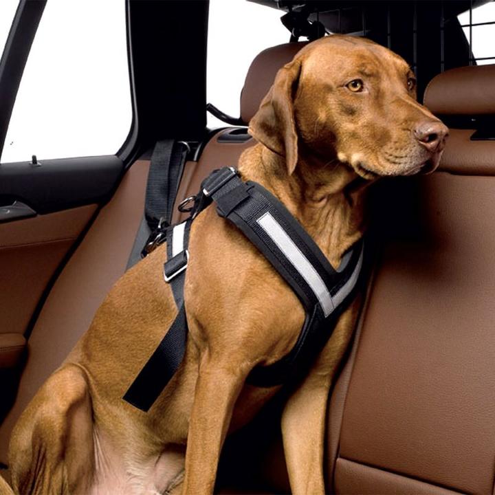 Actual product image Kleinmetall Allsafe (L, Dog, Walks, Jogging, Dog sport, Work)