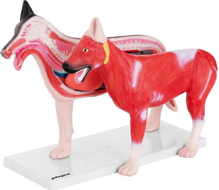Produktbild Physa Hunde Modell Anatomie Hund Organe Hundemodell Muskeln innere Organe