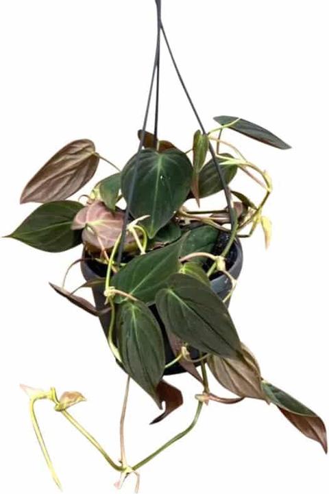 Produktbild Plantlovers Philodendron Scandens Micans (Baumfreund) (25 cm)