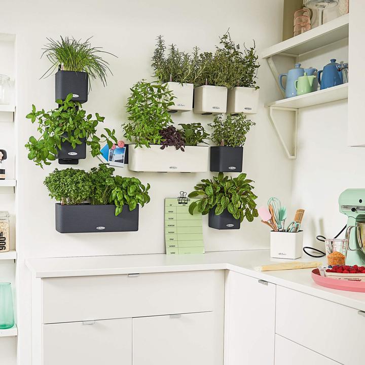 Actual product image Lechuza Green Wall Home Kit (15 cm)