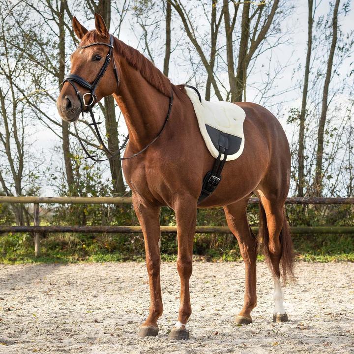Image du produit Qhp tapis de monte à cru pour cheval ontario