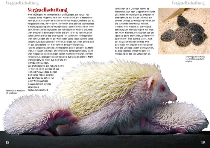 Produktbild Weissbauchigel (Deutsch, Daniela Guist, 2014)