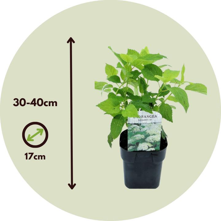 Produktbild Plant in a Box Hydrangea arborescens 'Annabelle' - 4er Set Hortensien