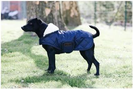 Produktbild Kentucky Dogwear Hundemantel 160g (S, Hundemantel)