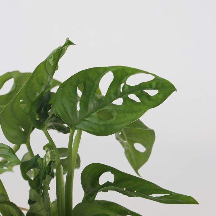 Produktbild Plant in a Box Monstera Adansonii 'Monkey Mask' - Fensterblatt in Glas (35 cm)