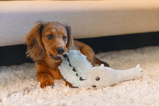 Immagine prodotto Beeztees Giocattolo per cani Flatino cucciolo (Peluche)