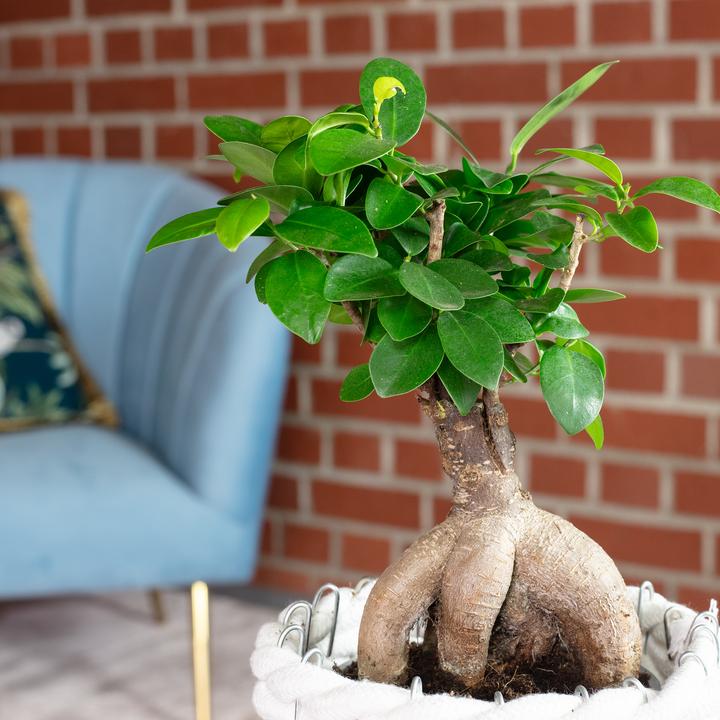 Produktbild Flowerbox Chinesische Feige - Ficus Ginseng (25 cm)
