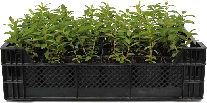 Produktbild Zulauf Hypericum calycinum / Grossblütiges Johanniskraut (10 cm)