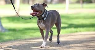 Produktbild Cesar Millan Trainingshalsband mittel