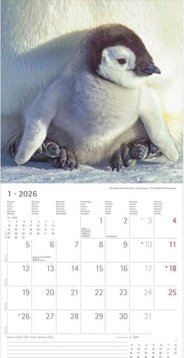 Produktbild Alpha Edition Tierbabys 2026 - Broschürenkalender 30x30 cm (30x60 geöffnet) - Kalender mit Platz für Notizen - (30 x 30 cm, Harter Einband, Niederländisch, Englisch)