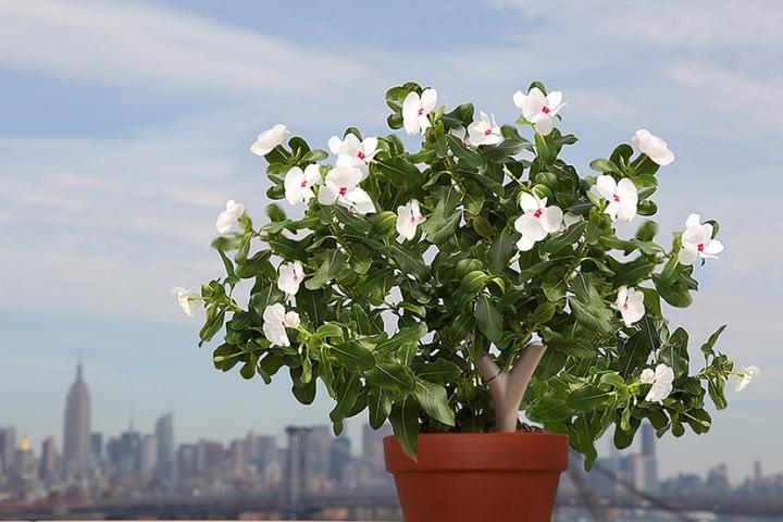 Image du produit Parrot Capteur Flower Power