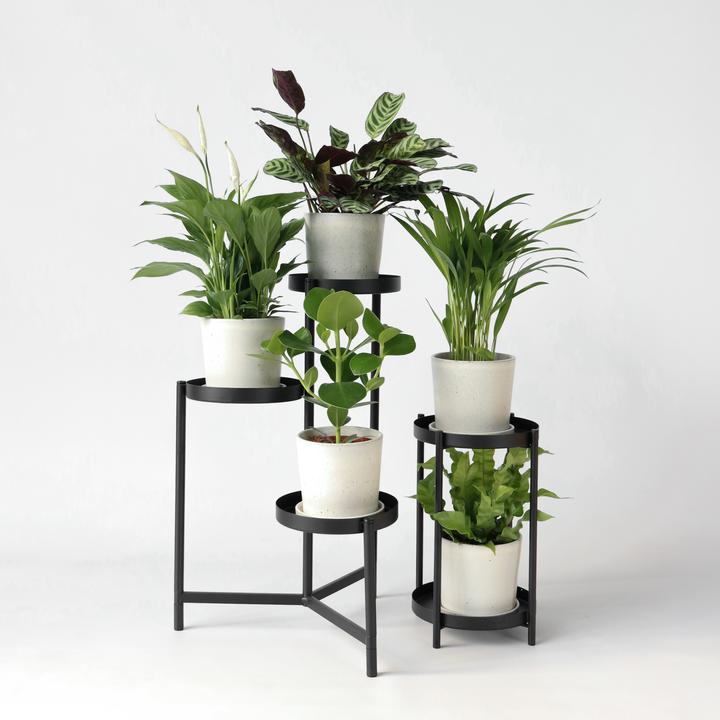 Actual product image Plant in a Box Areca, Asplenium, Clusia, Philodendron, Spathiphyllum - 5 Mix Air Purifying Plants (25 cm)