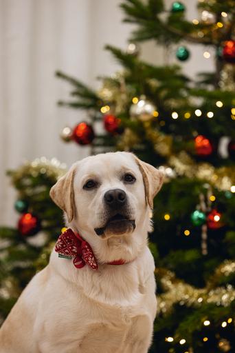 Produktbild Beeztees Weihnachtsplüsch Rot (Hundepullover)