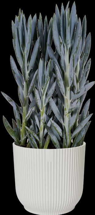 Productafbeelding Elho Vibes Vouwen (22 cm)