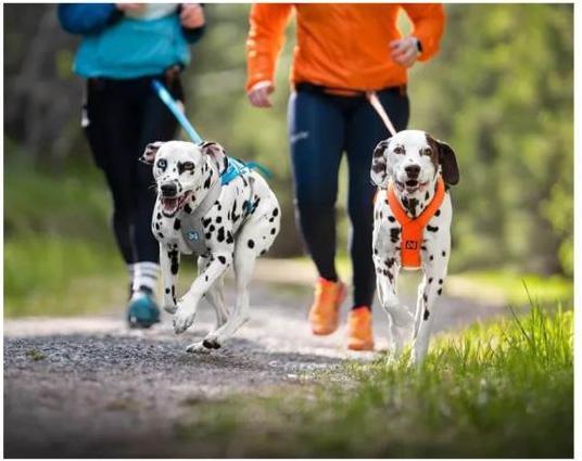 Productafbeelding Non-Stop Dogwear Freemotion Harnas 5.0 (XXL, Hond, Algemeen)