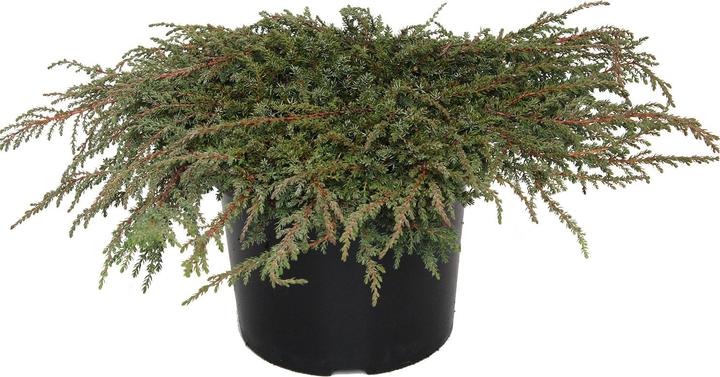 Actual product image Zulauf Teppich-Wacholder / Juniperus com. 'Green Carpet' (50 cm, Animal friendly)