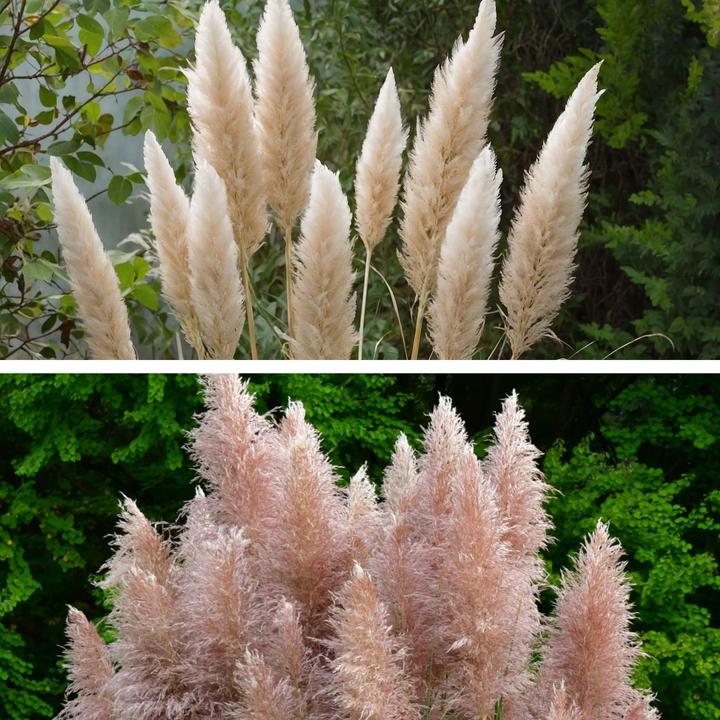 Produktbild Plant in a Box Cortaderia selloana - 6er Set Pampasgräser (25 cm)
