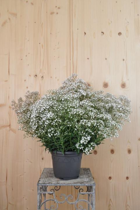 Produktbild Säntispracht Das gefülltblühende Schleierkraut - Gypsophila 'Summer Sparkles' (60 cm)