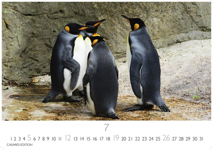 Produktbild Pinguine 2026 S 24x35cm (24 x 35 cm, Deutsch)