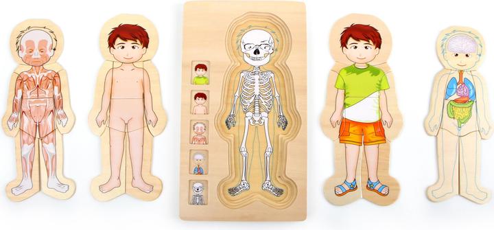 Produktbild small foot Anatomie Tim (29 Teile)