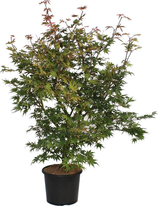 Produktbild Zulauf Japanischer Fächer-Ahorn / Acer palmatum 'Osakazuki' (125 cm)