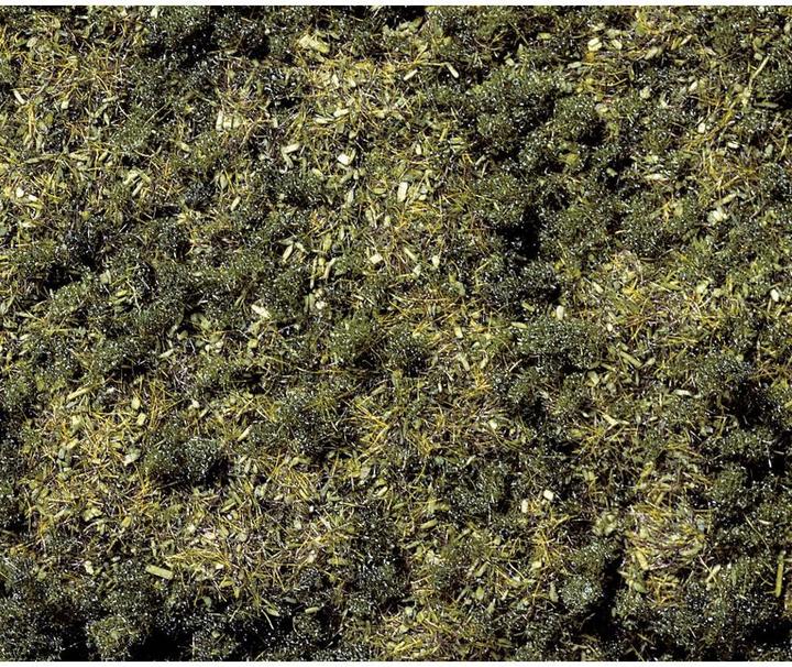 Noch Erba sparsa Terreno forestale 8350 Scuro