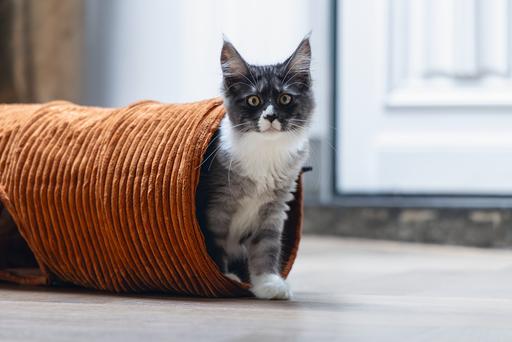 Actual product image Designed by Lotte Ribbed cat tunnel (Cat tunnel)
