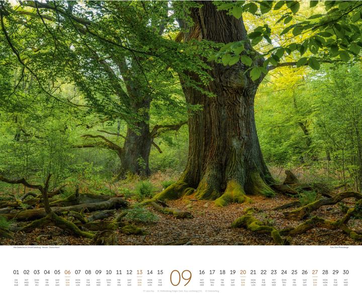 Immagine prodotto Wald Kalender 2026 (54 x 48 cm, Copertina rigida, Tedesco, Francese, Inglese)