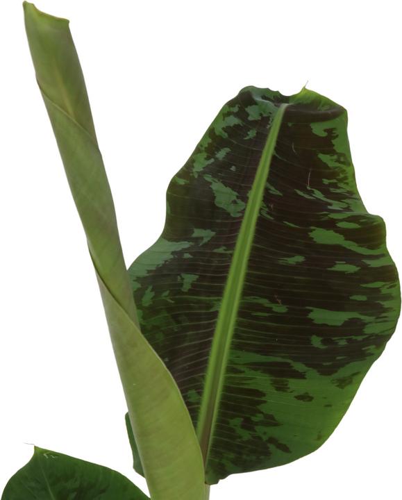 Produktbild Plant in a Box Musa Dwarf Cavendish - (90 cm)