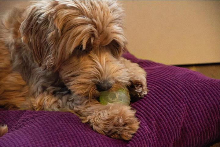 Produktbild Dog Comets Glow in the Dark Moon Orange L (Ballspielzeug Hund)