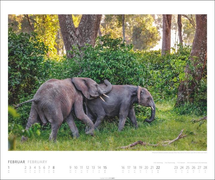 Actual product image Elefanten Kalender 2026 (55 x 46 cm, German)