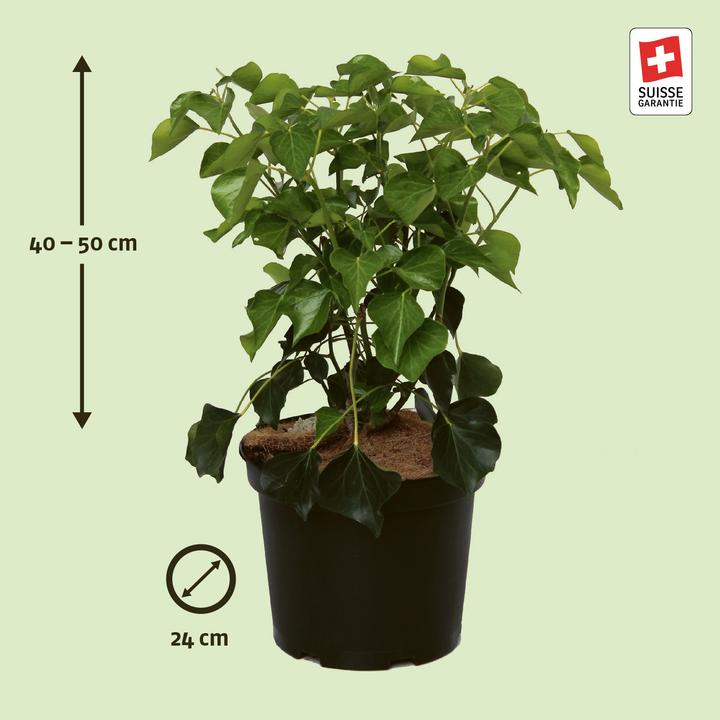 Produktbild Zulauf Gemeiner Efeu / Hedera helix 'Arborescens' (40 cm)