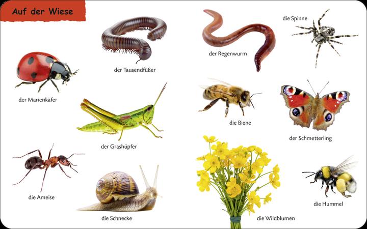 Produktbild Duden: 12+: Kennst du das? Die Tiere (Deutsch)