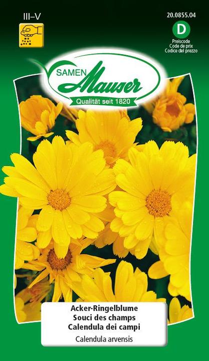 Samen Mauser Field Marigold (Plant seeds)