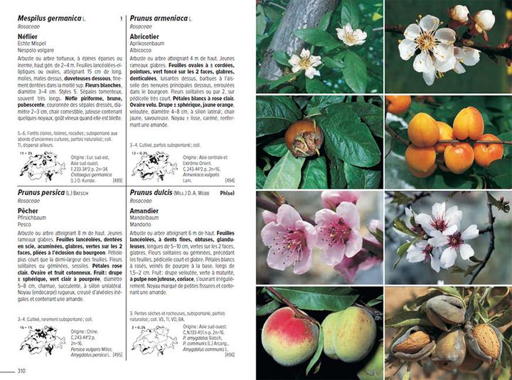 Produktbild Flora Helvetica - Flore illustrée de Suisse (Französisch, Gerhart Wagner, Konrad Lauber, Andreas Gygax, Ernest Gfeller, Anne-Laure Maire, 2024)
