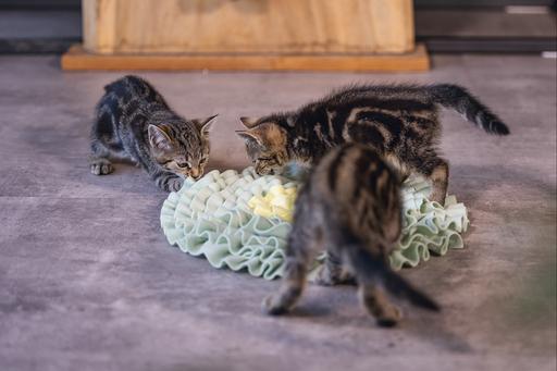 Produktbild Beeztees Bz Kitten Schnšffelmatte Flowi