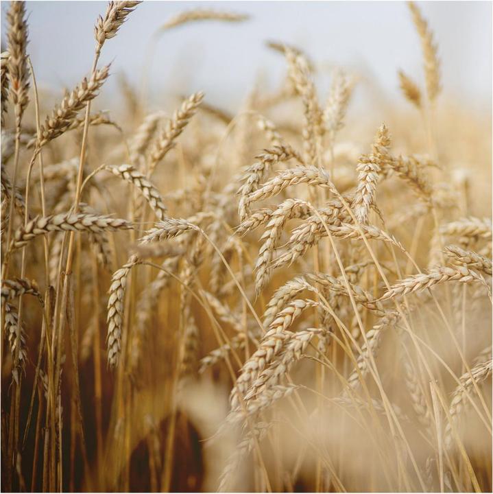 Actual product image Rausch After Sun Shampoo Wheat Germ (200 ml, Liquid shampoo)