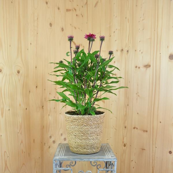 Produktbild Säntispracht Die altbekannte Heilpflanze, der Schein-Sonnenhut im Dekokorb - Echinacea purpurea (70 cm)