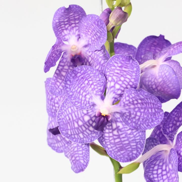 Produktbild Plant in a Box Vanda 'Blue' - Orchidee (60 cm)