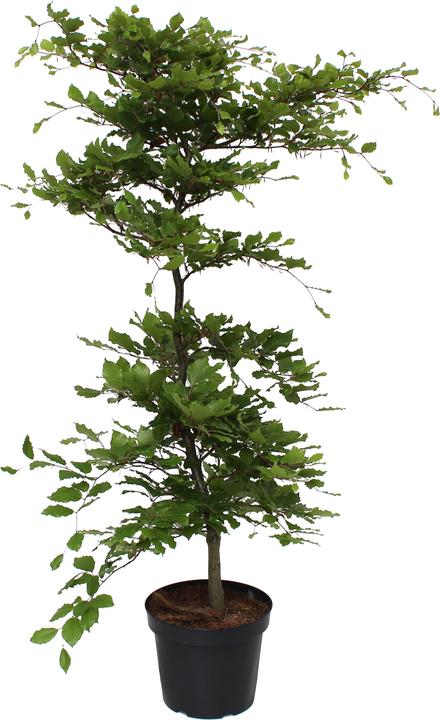 Produktbild Zulauf Hainbuche / Carpinus betulus (80 cm)