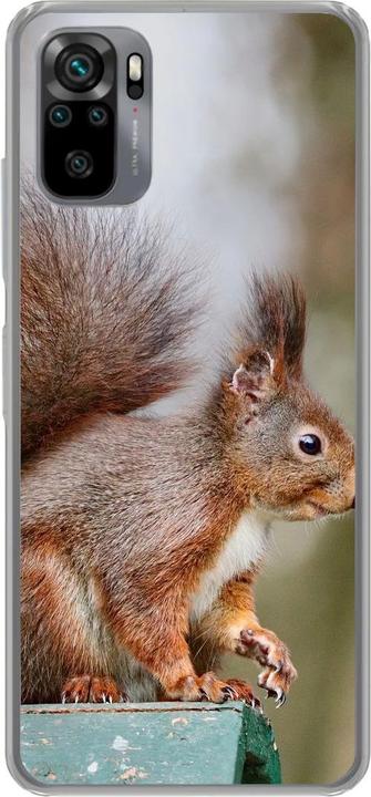 Squirrels