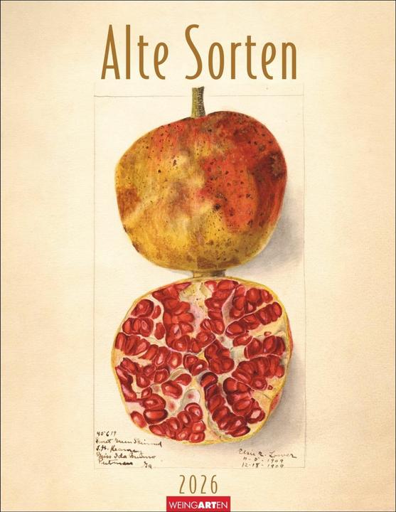 Actual product image Alte Sorten Kalender 2026 (34 x 44 cm, Hardcover, German)