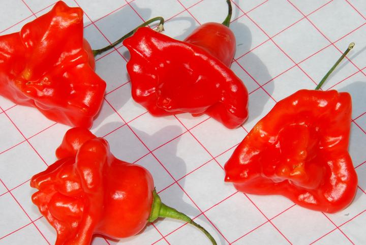 Produktbild Zollinger Bio Chili, Glockenchili
