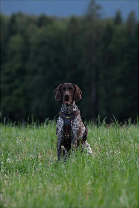 Produktbild Niggeloh Hundeführgeschirr Follow (XL, Hund, Hundesport)