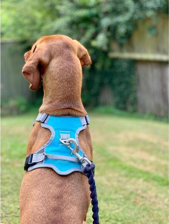 Image du produit Henry Wag Harnais pour chien Voyage (L, Chien, Général)
