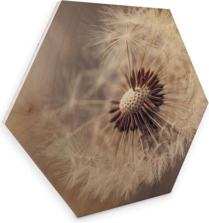 Produktbild Trenddeko Delgado - Pusteblume (25 x 22 cm)