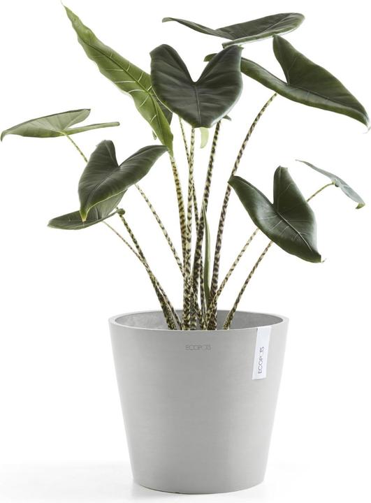 Actual product image Ecopots Amsterdam + Wasserbehälter (40 cm)