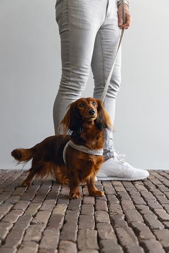 Produktbild Designed by Lotte Velura (XXS, XS, S, M, L, Hund, Allgemein)